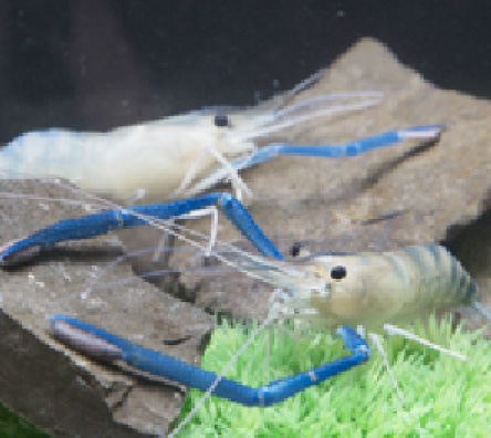 バイナリー発電視察研修